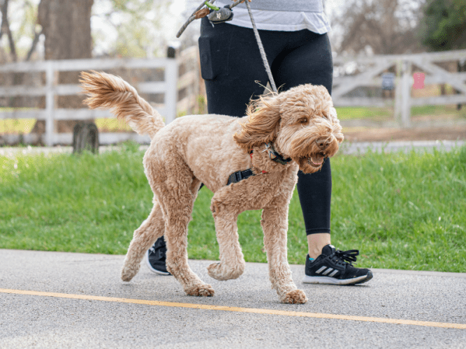 How to start a dog walking business